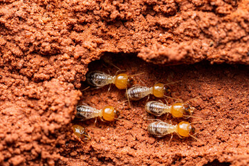 Naklejka premium Colony of subterranean termites working in soil