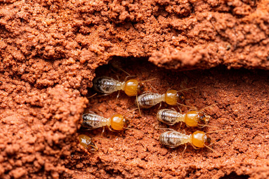 Colony of subterranean termites working in soil