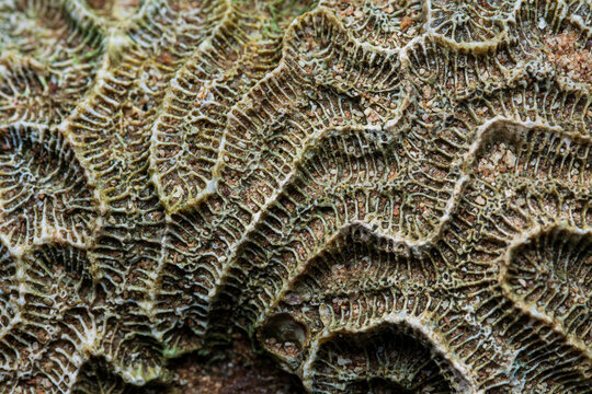 Coral fossil texture revealing intricate organic patterns