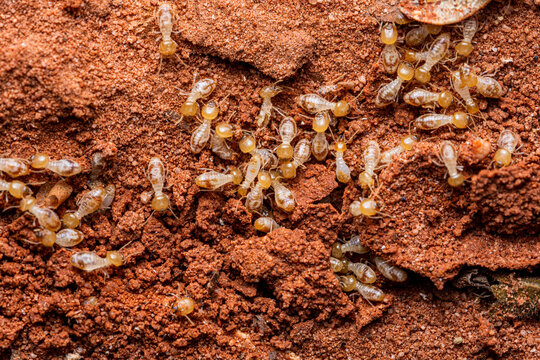 Termite workers building nest in red soil