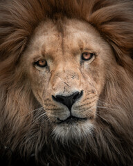 Lwi świat © Maciej