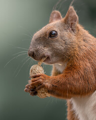 Wiewiórka © Maciej