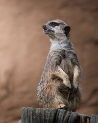 Surykatka patroluje teren  © Maciej