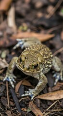 Fototapeta premium Close-up of a toad on the forest floor, camouflaged and alert.