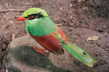 Obraz premium Common Green Magpie bird standing on a rock, displaying vibrant green plumage, red beak, and distinctive black eye mask