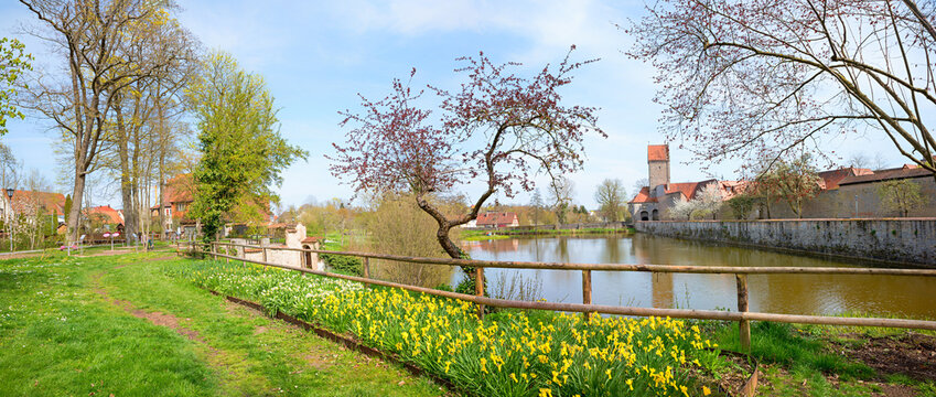 park with jonquil narcissus, lake Rothenburger Weiher, tourist resort Dinkelsbuhl, germany