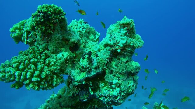 Unusual corals shape on coral reef, Slow motion approaching to the unique shaped coral formation, Сoncept of unique natural formations underwater, Underwater marine life in the oceans