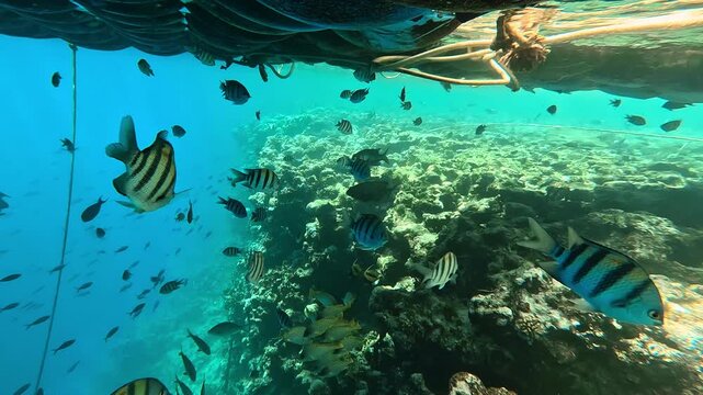 Tropical fish sergeant major swimming next to coral reef. Underwater life of Red sea, Sharm El Sheikh