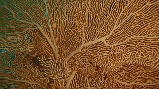 Close-up of a big colony of Sea Fan soft corals in depth sea, Slow motion of coral Giant Gorgonian, Subergorgia mollis in coral garden in deep water