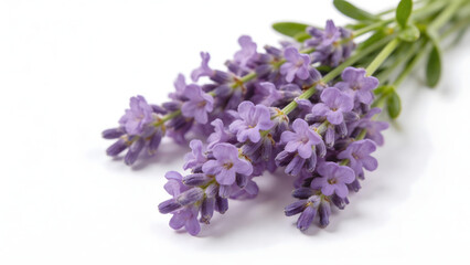 Fototapeta premium Lavender flowers on white background