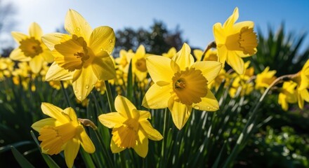 Obraz premium Vibrant field of bright yellow trumpet-shaped blooms against blue sky