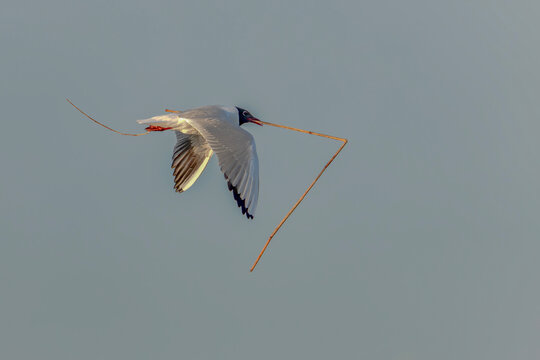 The black-headed gull (Chroicocephalus ridibundus) in flight low over the water, carrying a reed in its beak to build its nest. Gelderland in the Netherlands. 