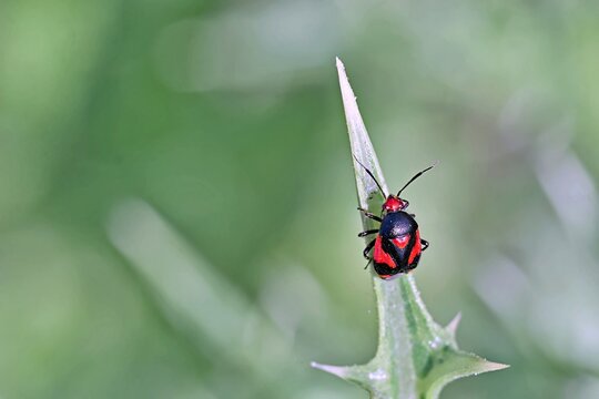 Deraeocoris schach is a species of plant bugs belonging to the family Miridae, Greece