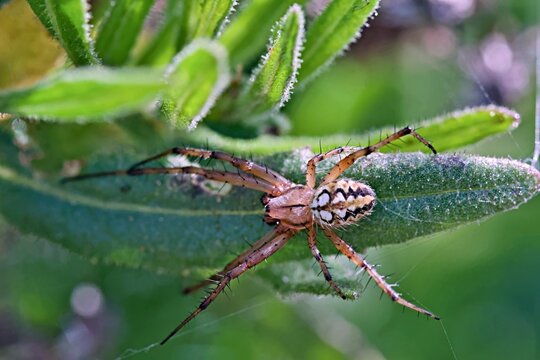 Bordered Orbweaver (Neoscona adianta), Greece