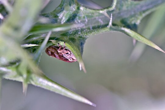 Philaenus spumarius, commonly known as the meadow spittlebug, is an insect recognized for its distinctive frothy excretion, Greece