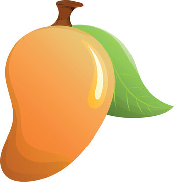Mango vector illustration, organic tropical fruit design for for cooking, food, packaging and branding design.