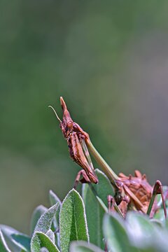 Fasciated Conehead Mantid (Empusa fasciata) is a species of praying mantis in the genus Empusa in the order Mantodea, Greece