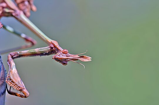 Fasciated Conehead Mantid (Empusa fasciata) is a species of praying mantis in the genus Empusa in the order Mantodea, Greece