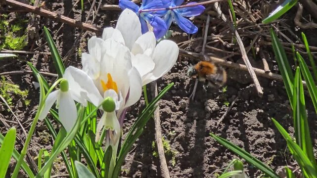 A bumblebee collects nectar and pollen from scilla flowers.
Scilla, also known as scilla, is a primrose family. It is a supporting honey plant. It is used in landscape design.
