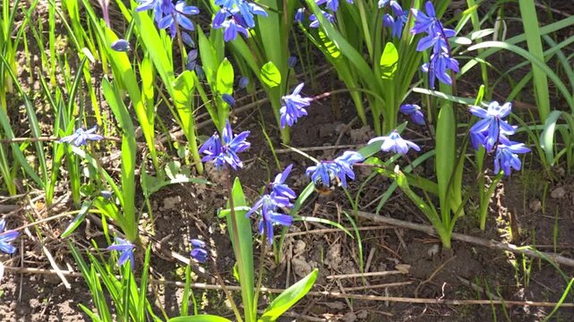 A bumblebee collects nectar and pollen from scilla flowers.
Scilla, also known as scilla, is a primrose family. It is a supporting honey plant. It is used in landscape design.
