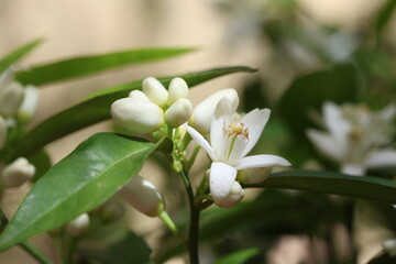Fototapeta premium Fragrant White Orange Blossoms Blooming on Green Branches in April 