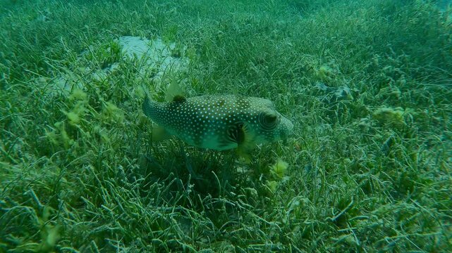 Pufferfish feeding in dense thickets of Noodle seagrass, Slow motion of Broadbarred Toadfish or White-spotted puffer, Arothron hispidus on Round Leaf Sea Grass, Syringodium isoetifolium