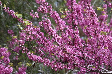 Obraz premium blossoms of Cercis siliquastrum (Judas tree) in spring