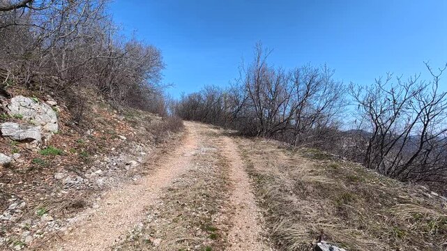 Sunlit path winds through bare trees. Lazarev (Lazar's) Canyon. Balkans, Serbia.