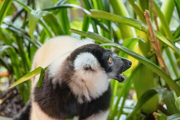 Obraz premium Black and white ruffed lemur vocalizing with an open mouth, surrounded by vibrant green tropical foliage