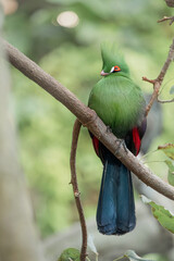 Obraz premium Turaco, a vibrant green bird with a distinctive crest and red eyes, perching peacefully on a tree branch