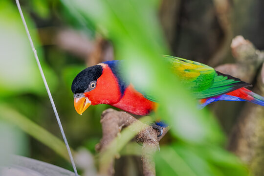 Black capped lory perching on a branch, seeing through vibrant green tropical leaves. Colorful wild parrot