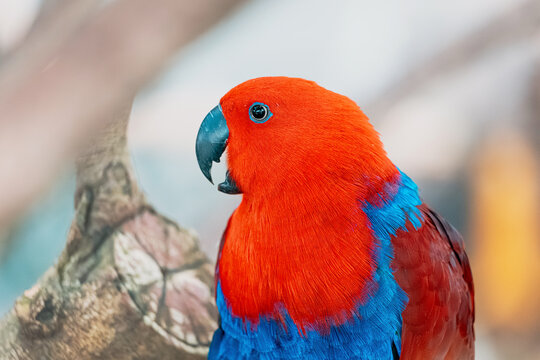 Female eclectus parrot showing vibrant red and blue feathers, dark eyes, watching its surroundings