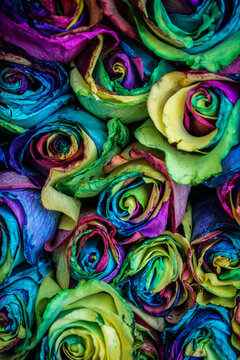 Close-up of artificially dyed rainbow coloured roses packed together, Yerevan, Armenia