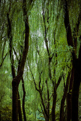 Fototapeta premium Dense canopy of weeping willow trees with hanging branches, Hangzhou, China.