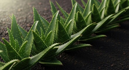 Fototapeta premium A close-up of spiky green plants in a row on dark earth