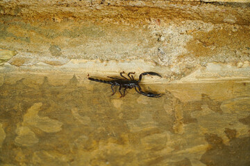 A dark scorpion with prominent pincers rests on a weathered stone surface showing signs of age and erosion under dim lighting, capturing an unsettling yet natural moment in a rugged environment. © Pernandi Imanuddin