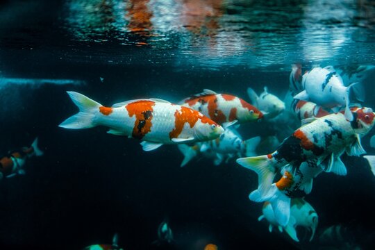 Sanke koi fish swimming in clear water with vibrant markings. 