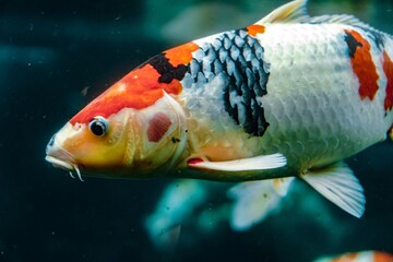Close-up detail of a colorful koi fish scales and head.  © ANTOSYS