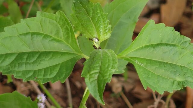 Shiso leaves in the garden