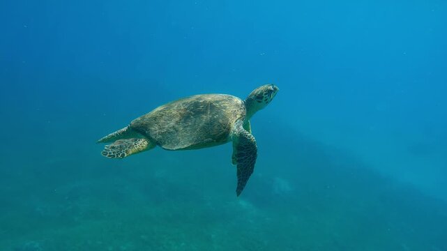 Sea turtle swims in turquoise water in bright sunlight, Slow motion of very old male Hawksbill Sea Turtle, Eretmochelys imbricata with twisted shell