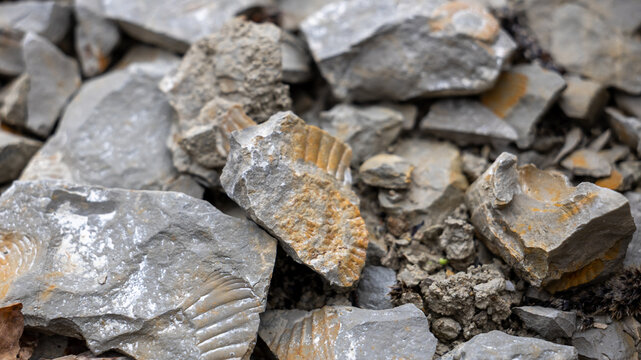 Close-up of fossil shell imprints in broken limestone rocks. Detailed view of sedimentary stone fragments with visible fossil structures