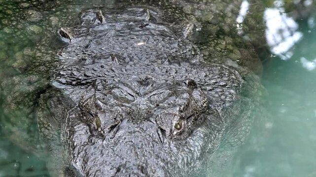 Closeup of a crocodile lying lazily in the water