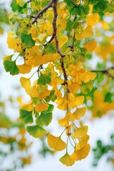 Fototapeta premium Close-up of yellow and green ginkgo tree leaves hanging down on a branch