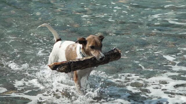 Dog beach stick retrieving playful jack russell terrier carrying large piece of wood out of ocean waves onto pebble shore