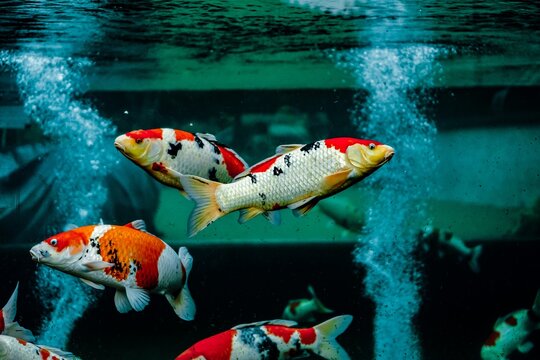 Close up of koi fish swimming in a pond.