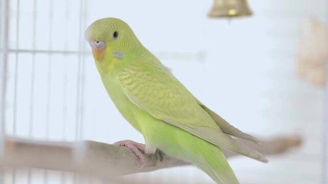cute green parrot eats grass on a light background