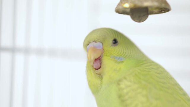 cute green parrot eats grass on a light background