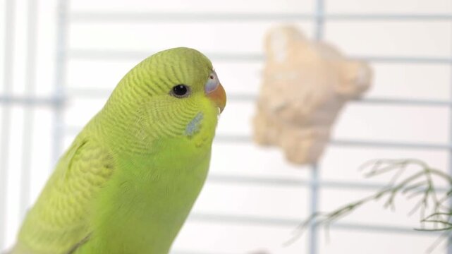 cute green parrot eats grass on a light background