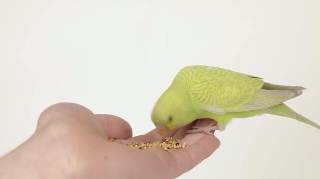 Cute green parrot eats food from hand