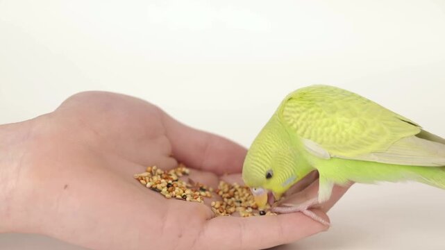 Cute green parrot eats food from hand